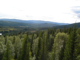 View from top of first tree