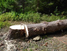 The felled tree