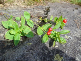 Dwarf cornel berries