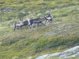 Reindeer on Blåstøten