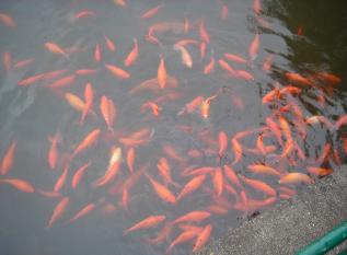 There's no goldfish shortage in China