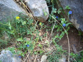 Blumen im Klettergebiet, Valldemossa