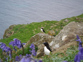 Puffin and Guillemot on Lunga, Treshnish Isles