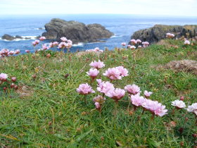 Pink Thrift at the Butt of Lewis
