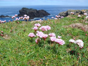 Pink Thrift at the Butt of Lewis