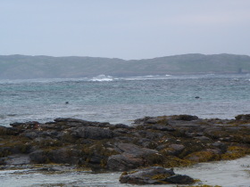 Barra W Coast: Seals