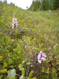 Orchids by the Roadside near Kittilä