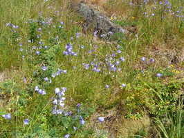 Harebells on Hill at Stamsund