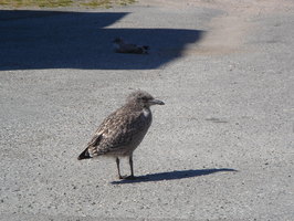 A Seagull Chick at Stamsund