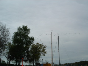 Cormorants arriving<br>Kormorane im Anflug