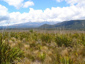 On the road to National Park: view towards Tongariro Nat'l Park