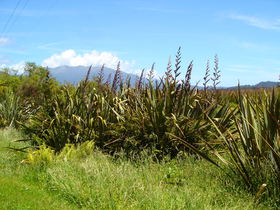 Typical NZ flax near Jacobs River