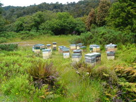 Beehives à la NZ