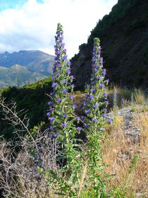 Flowers at "The Neck" between Lakes Wanaka and Hawea