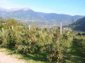 Top of descent into Merano - apples galore!<br> Anfang der Abfahrt nach Meran - Äpfel überall!