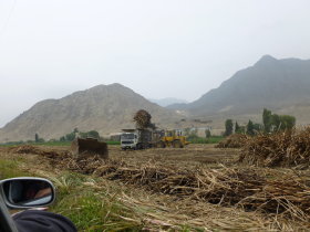 Returning from Caral: Sugar Cane being harvested