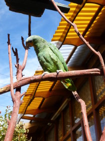 Concepción: a tame parrot in a restaurant