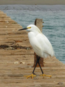 Pisco Pier with Egret