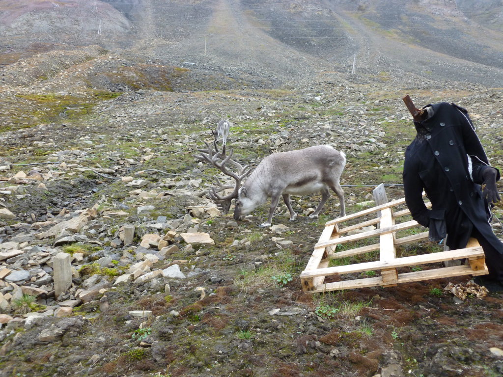 Reindeer in Nybyen