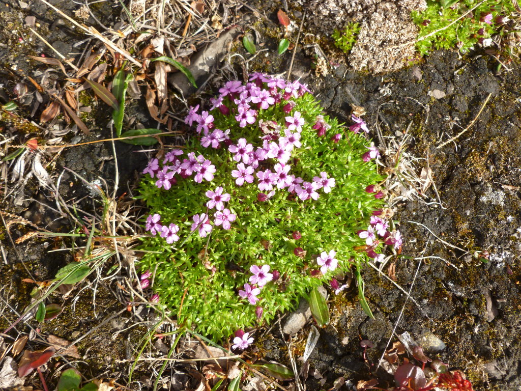 Might be related to Scapeless Moss Campion (silene exscapa)