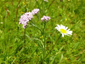 Fosslia Meadow<br>Yarrow and Oxeye Daisy
