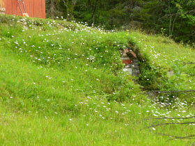 Oxeye daisies in front of the hut<br> Wiesen-Margeriten vor der Hütte