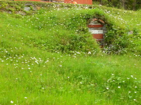 Oxeye daisies in front of the hut